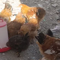 مرغ و خروس برهما