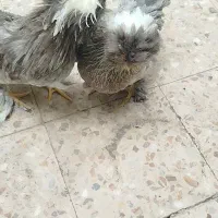 مرغ خروس سلطان ورامین