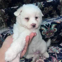 سگ توله شیتزو