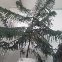 فروش کاج مطبق زینتی و زیبا