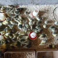 جوجه غاز محلی