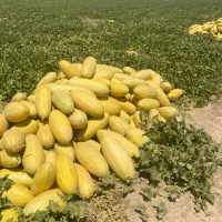 فروش 100هکتار زمین کشاورزی فعال