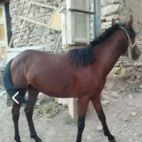 سلام اسب جوان 2سال