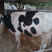 گاو هلشتاین آبستن ۸ماه