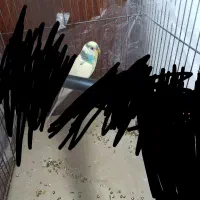 مرغ عشق با تخم