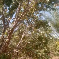 درخت بادام اجاره داده میشود