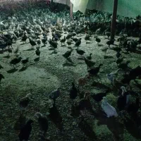 جوجه