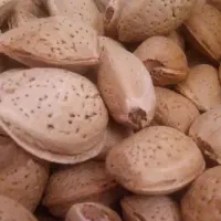 بادام سنگی درجه ۱ و درشت