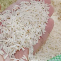 برنج هاشمی محصول تازه