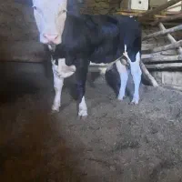 جوانه مونت بیلیارد