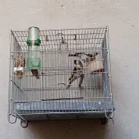 یک‌عدد‌سهره‌و‌جوجه‌سهر‌‌ه‌نر