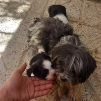 واگذاری سگ ماده شیتزوویک توله