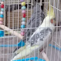جفت عروس هلندی