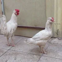 پرنده