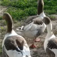 غاز بزرگ جوان