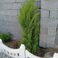 باغ و باغچه190مترقابل استعلام ارگان های مختلف