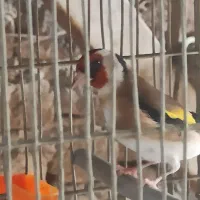 سهره بهاره