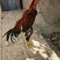 خروس لاری اصل