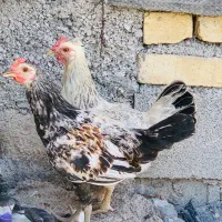 مرغ وخروس کردی