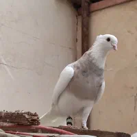 طوقی|پرنده|پرند, فاز ۰|دیوار