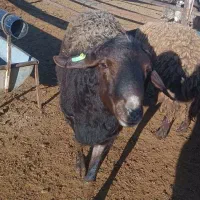 بره ه ه|حیوانات مزرعه|رامجین, |دیوار