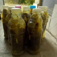 خیارشور