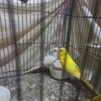 مرغ عشق نروماده