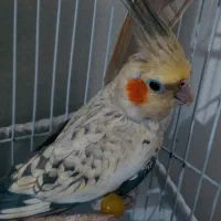 عروس هلندی