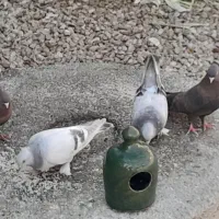 سه جفت کفتر