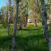 خرید ، یونجه  سرپایی،