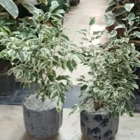 حراج گل بنجامین