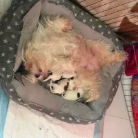 شیتزو پدر سوپر فلت مادر فلت