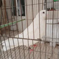 کفتر سفید مهر