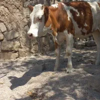 گوساله ماده