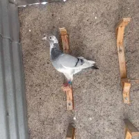 کبوتر پلاکی المانی