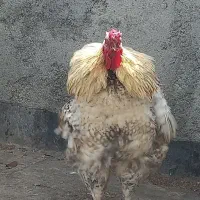 خروس|حیوانات مزرعه|مشهد, کشف|دیوار