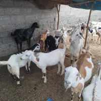 کهره نر، ماده