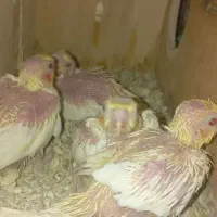 جوجه عروس سرلاکی