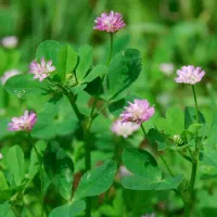 خریدار طلای سبز شما