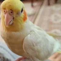 عروس هلندیم گم شده