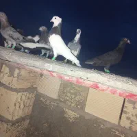 طوقی پرنده کفتر