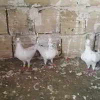 سبز و سار