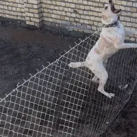 سگ الابای روانی