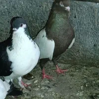 سینه ای و شیرازی