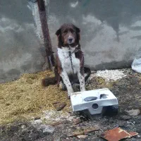 سگگ|سگ|الیگودرز, |دیوار