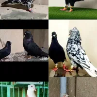 پرنده .کبوتر . متن رو بخون .کانال روبیکا