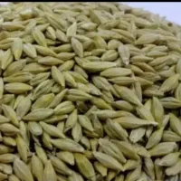 فروش ۲۴۰ من جو بومی پاک