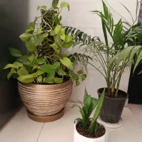 تعدادی گل طبیعی