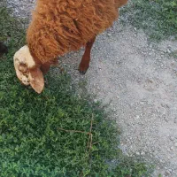 بره نر