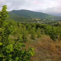 2600متر-باغی-بااب-چشمه